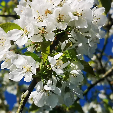 Maison Trichard Brillac (Charente)