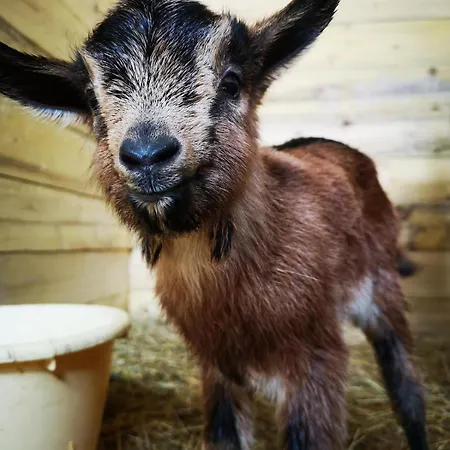 Maison Trichard Holiday home Brillac (Charente)