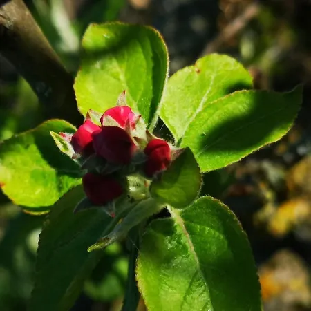 Holiday home Maison Trichard