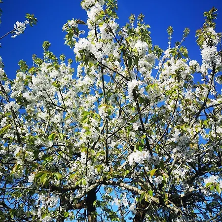 Holiday home Maison Trichard Brillac (Charente)