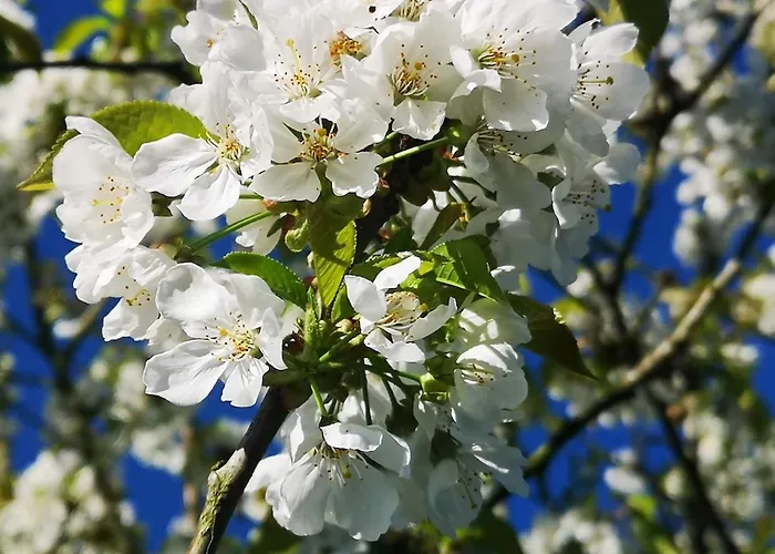 Maison Trichard Brillac (Charente)