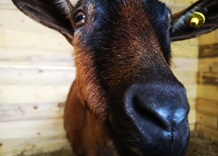 Maison Trichard * Brillac (Charente)