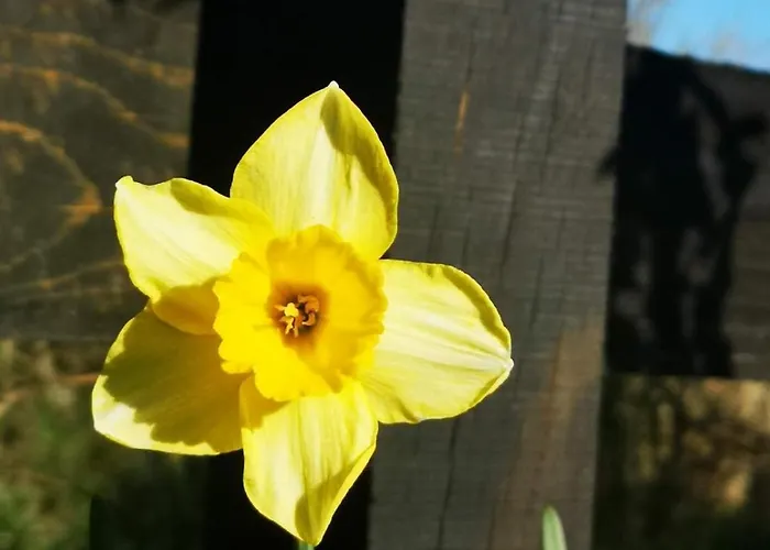 Maison Trichard Σπίτι διακοπών Brillac (Charente)