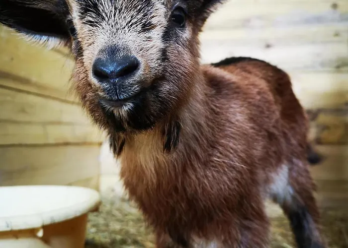 Maison Trichard Σπίτι διακοπών Brillac (Charente)