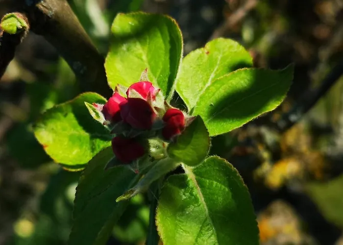 Σπίτι διακοπών Maison Trichard